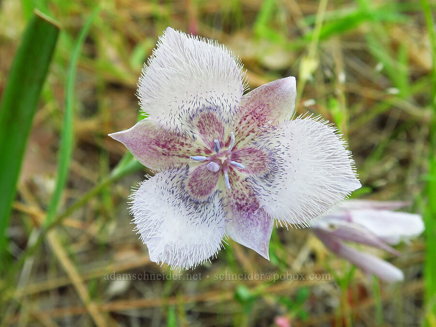 Tolmie's mariposa lily (Calochortus tolmiei) [Baldy Peak Trail, Rogue River-Siskiyou National Forest, Jackson County, Oregon]