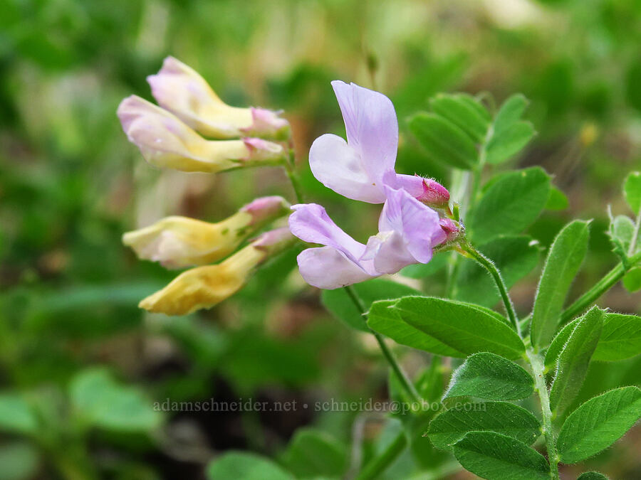 American vetch (Vicia americana) [Baldy Peak Trail, Rogue River-Siskiyou National Forest, Jackson County, Oregon]