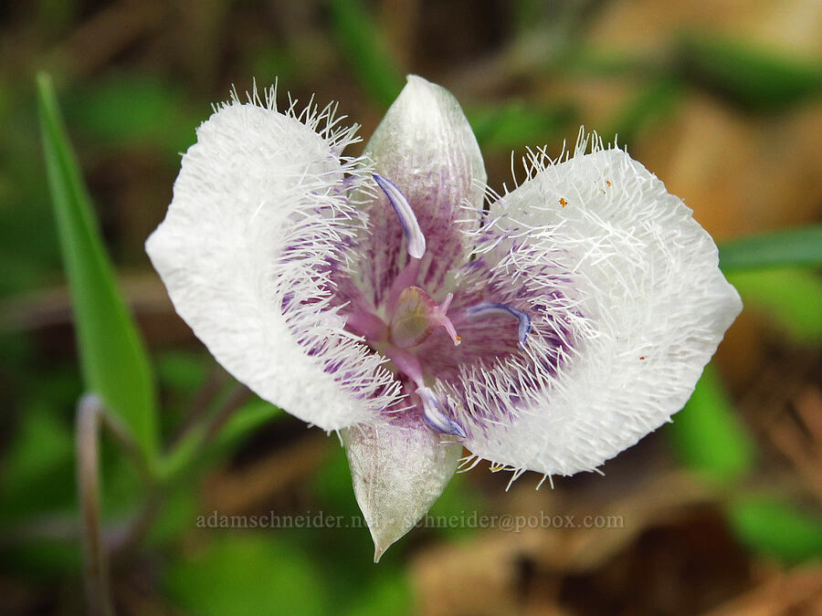 Tolmie's mariposa lily with only two petals (Calochortus tolmiei) [Baldy Peak Trail, Rogue River-Siskiyou National Forest, Jackson County, Oregon]