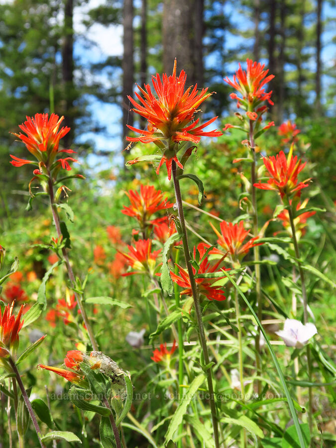 frosted paintbrush (?) (Castilleja pruinosa) [Baldy Peak Trail, Rogue River-Siskiyou National Forest, Jackson County, Oregon]