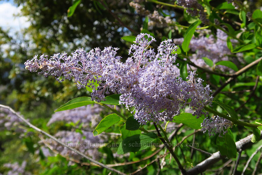 deer brush (Ceanothus integerrimus) [Baldy Peak Trail, Rogue River-Siskiyou National Forest, Jackson County, Oregon]