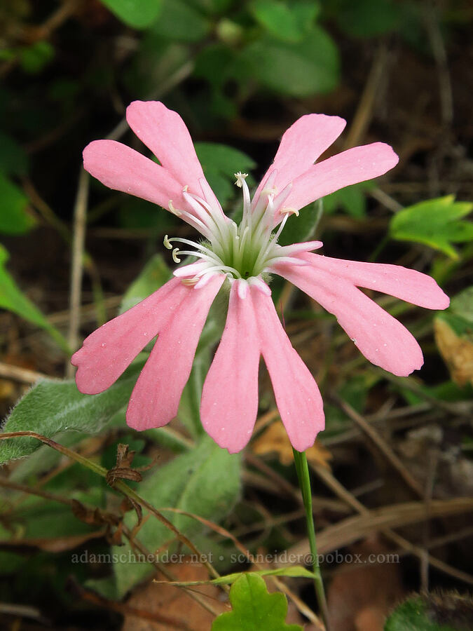 Hooker's Indian-pink (Silene hookeri ssp. hookeri) [Baldy Peak Trail, Rogue River-Siskiyou National Forest, Jackson County, Oregon]