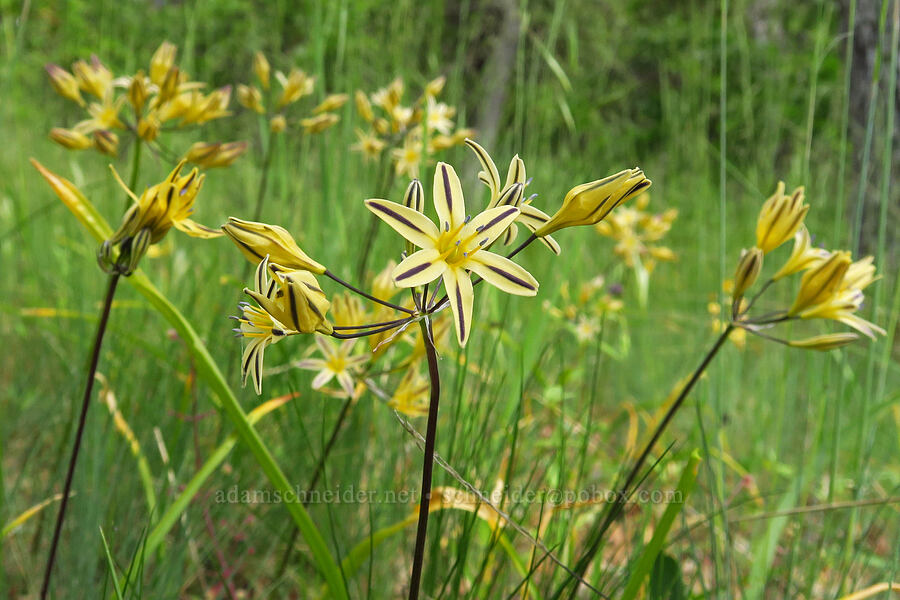 Henderson's stars (Triteleia hendersonii) [Baldy Peak Trail, Rogue River-Siskiyou National Forest, Jackson County, Oregon]