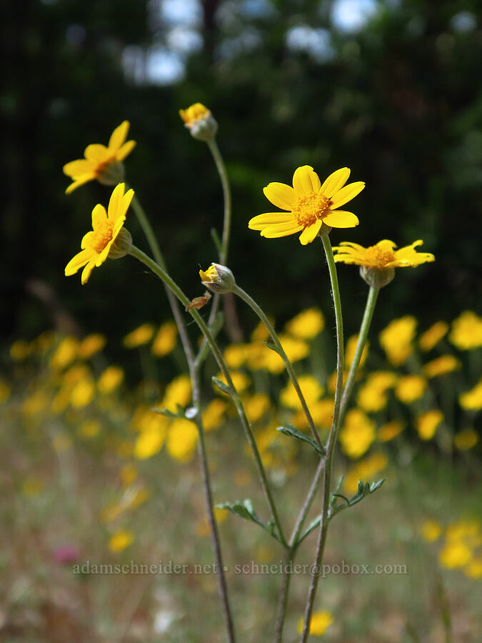 yarrow-leaf Oregon sunshine (Eriophyllum lanatum var. achilleoides) [Baldy Peak Trail, Rogue River-Siskiyou National Forest, Jackson County, Oregon]