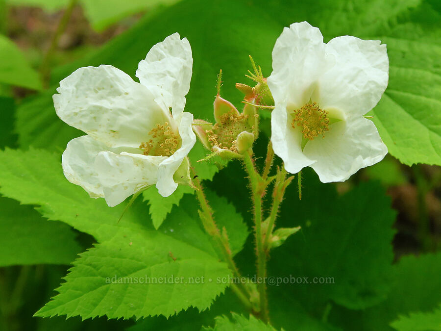 thimbleberry flowers (Rubus parviflorus (Rubus nutkanus)) [Forest Road 2000-940, Rogue River-Siskiyou National Forest, Jackson County, Oregon]