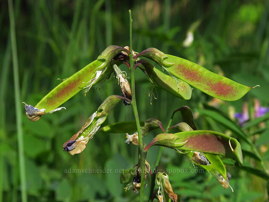 leafy pea-vine pods (Lathyrus polyphyllus) [Forest Road 2000-940, Rogue River-Siskiyou National Forest, Jackson County, Oregon]