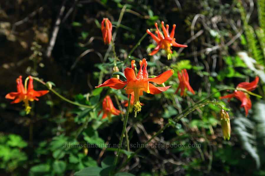 western columbine (Aquilegia formosa) [Forest Road 2000-940, Rogue River-Siskiyou National Forest, Jackson County, Oregon]