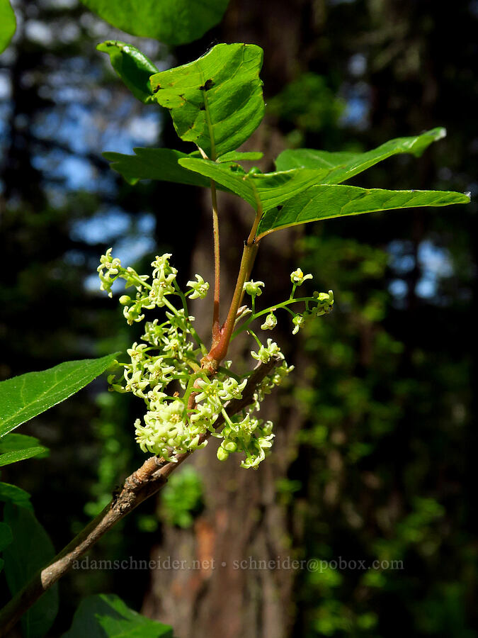 poison-oak (Toxicodendron diversilobum (Rhus diversiloba)) [Forest Road 2000-940, Rogue River-Siskiyou National Forest, Jackson County, Oregon]