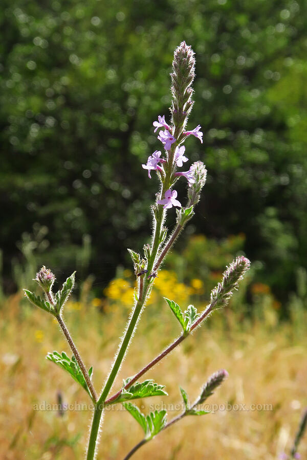 western vervain (Verbena lasiostachys) [Forest Road 2000-940, Rogue River-Siskiyou National Forest, Jackson County, Oregon]