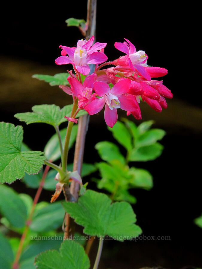 red-flowered currant (Ribes sanguineum) [Forest Road 2130, Mt. Hood National Forest, Wasco County, Oregon]