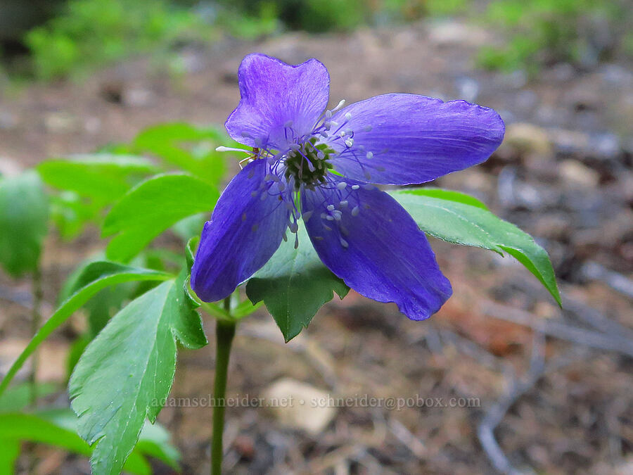 Oregon anemone with only 4 petals (Anemone oregana (Anemonoides oregana)) [Camas Trail, Mt. Hood National Forest, Wasco County, Oregon]