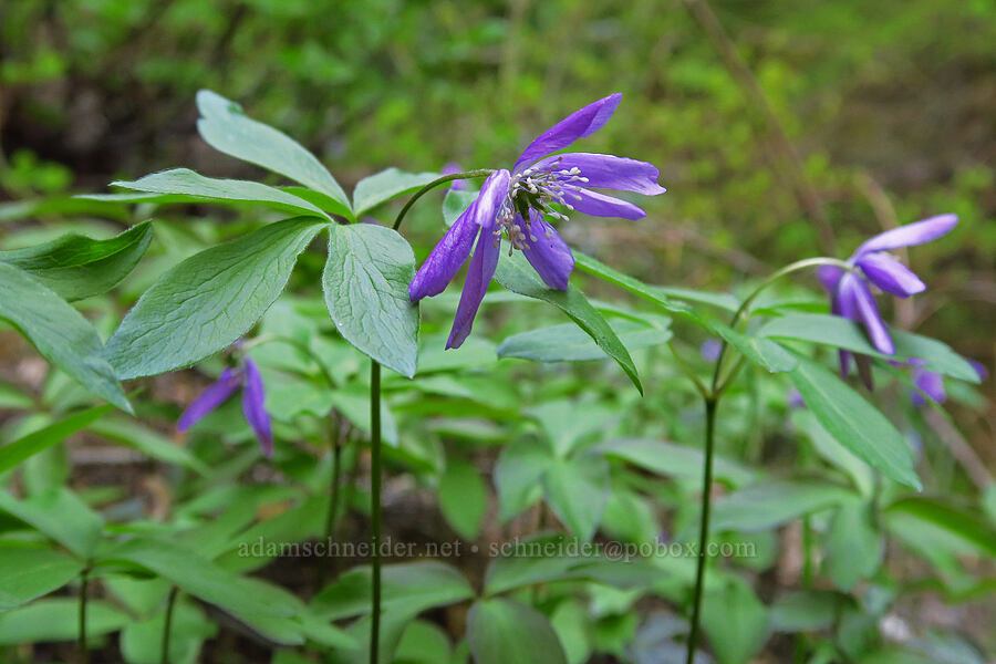 Oregon anemones (Anemone oregana (Anemonoides oregana)) [Camas Trail, Mt. Hood National Forest, Wasco County, Oregon]