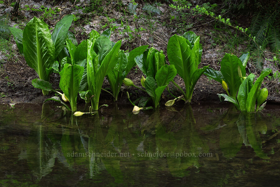 skunk cabbage in Clear Creek Ditch (Lysichiton americanus) [Camas Trail, Mt. Hood National Forest, Wasco County, Oregon]