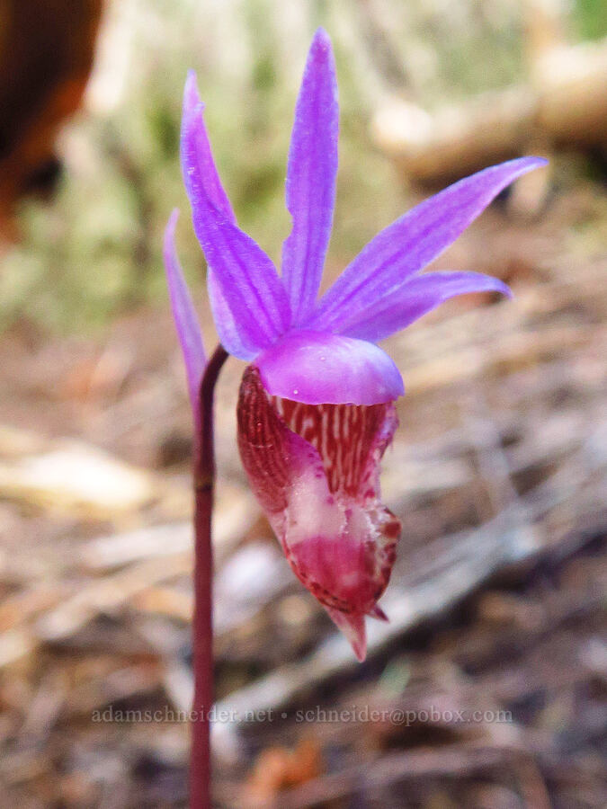 fairy-slipper orchid (Calypso bulbosa) [Camas Trail, Mt. Hood National Forest, Wasco County, Oregon]