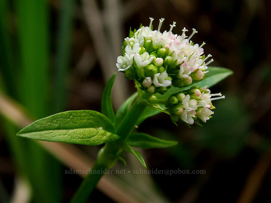 Sitka valerian (Valeriana sitchensis) [Camas Prairie, Mt. Hood National Forest, Wasco County, Oregon]