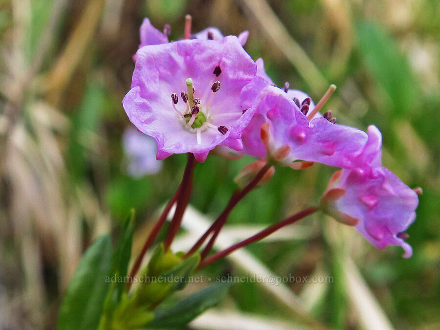 western bog laurel (Kalmia microphylla (Kalmia polifolia ssp. microphylla)) [Camas Prairie, Mt. Hood National Forest, Wasco County, Oregon]