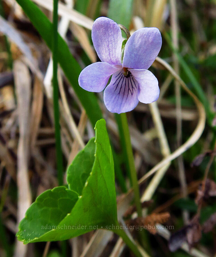 marsh violet (Viola palustris) [Camas Prairie, Mt. Hood National Forest, Wasco County, Oregon]