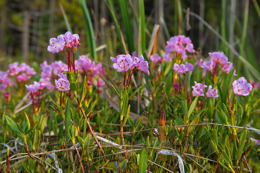 western bog laurel (Kalmia microphylla (Kalmia polifolia ssp. microphylla)) [Camas Prairie, Mt. Hood National Forest, Wasco County, Oregon]