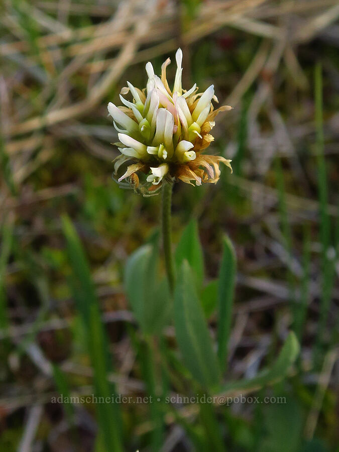 long-stalk clover (Trifolium longipes var. longipes) [Camas Prairie, Mt. Hood National Forest, Wasco County, Oregon]