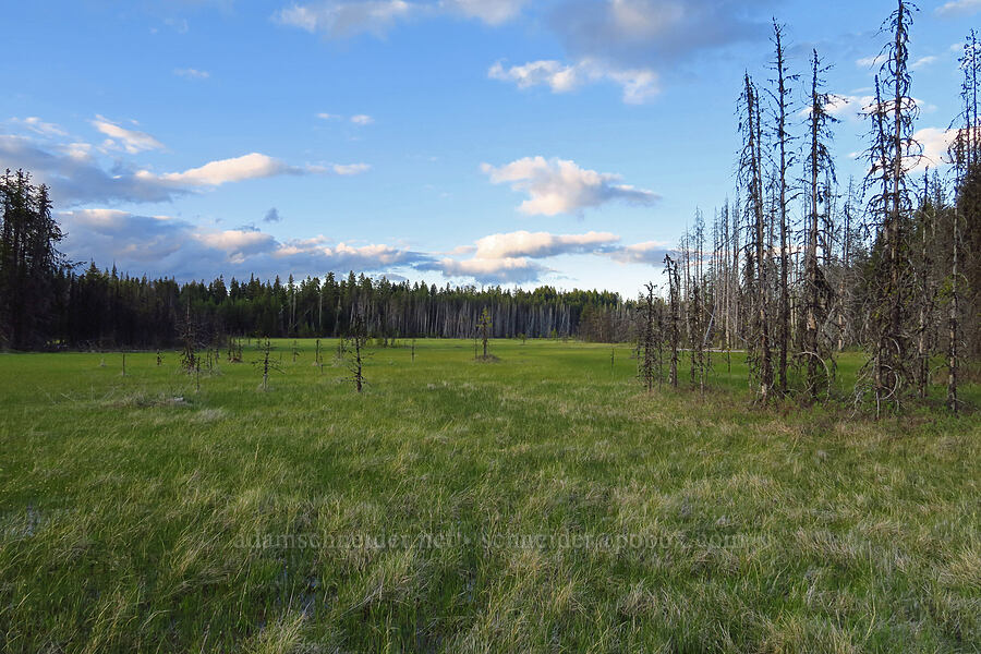 Camas Prairie [Camas Prairie, Mt. Hood National Forest, Wasco County, Oregon]