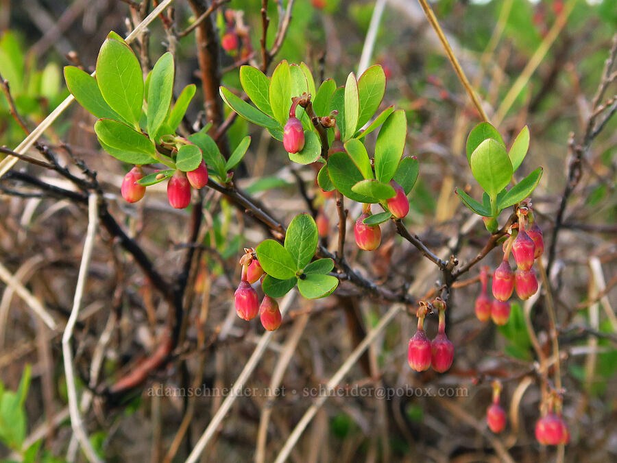 bog bilberry/blueberry flowers (Vaccinium uliginosum) [Camas Prairie, Mt. Hood National Forest, Wasco County, Oregon]