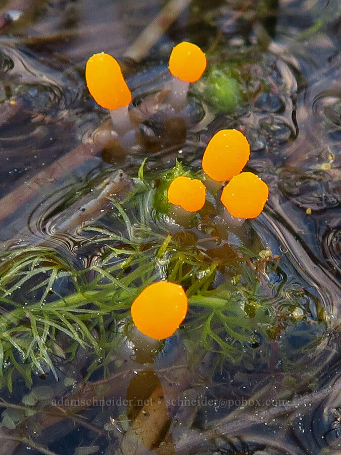 swamp beacon fungus (Mitrula elegans) [Camas Prairie, Mt. Hood National Forest, Wasco County, Oregon]