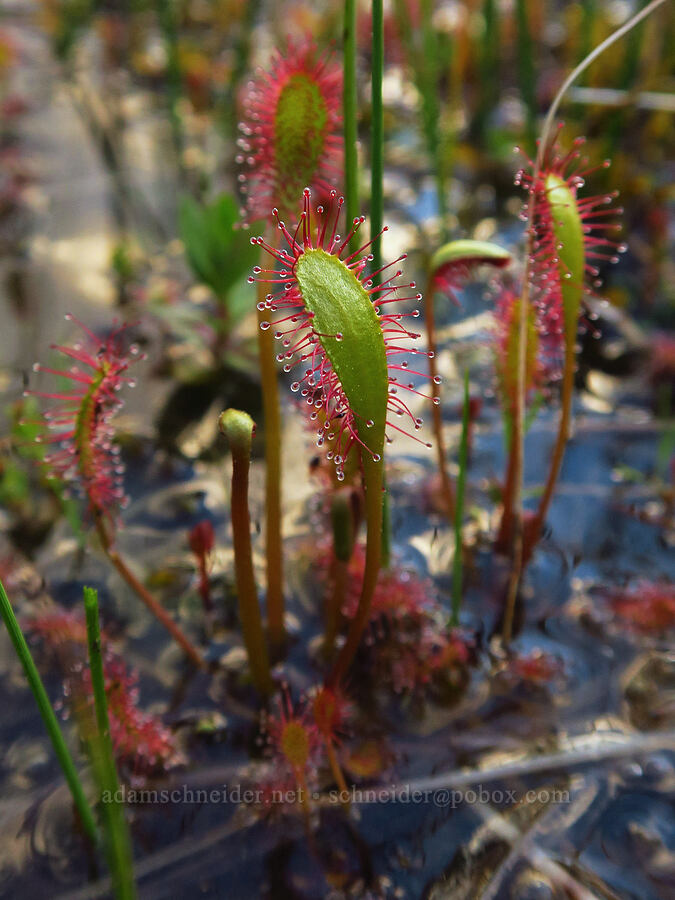 sundew leaves (Drosera anglica) [Camas Prairie, Mt. Hood National Forest, Wasco County, Oregon]