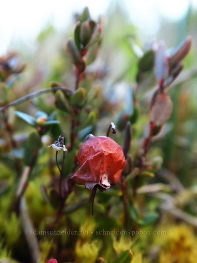 shriveled up wild cranberry (Vaccinium oxycoccos (Oxycoccos quadripetalus)) [Camas Prairie, Mt. Hood National Forest, Wasco County, Oregon]