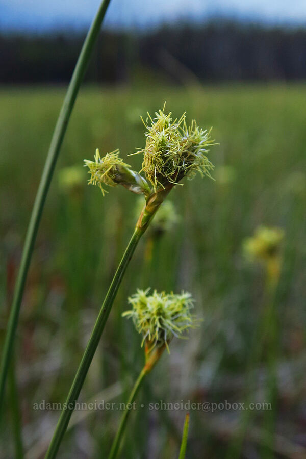 sedge (Carex sp.) [Camas Prairie, Mt. Hood National Forest, Wasco County, Oregon]