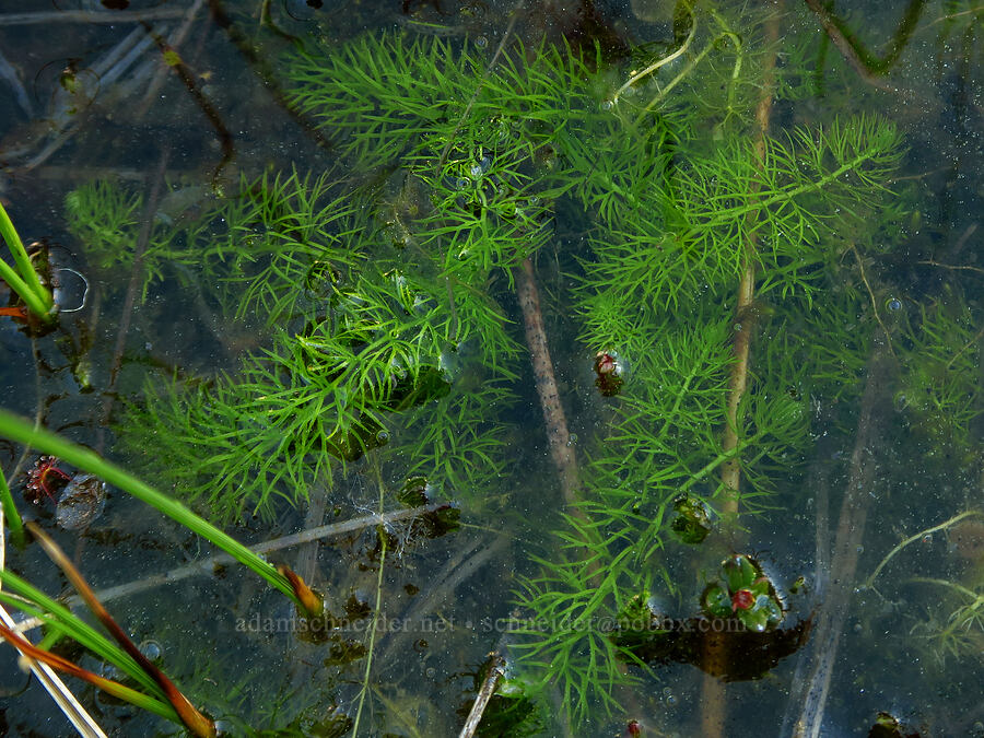 bladderwort leaves (Utricularia intermedia) [Camas Prairie, Mt. Hood National Forest, Wasco County, Oregon]