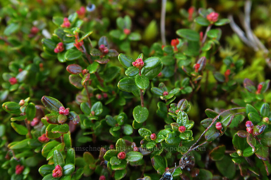 wild cranberry leaves (Vaccinium oxycoccos (Oxycoccos quadripetalus)) [Camas Prairie, Mt. Hood National Forest, Wasco County, Oregon]