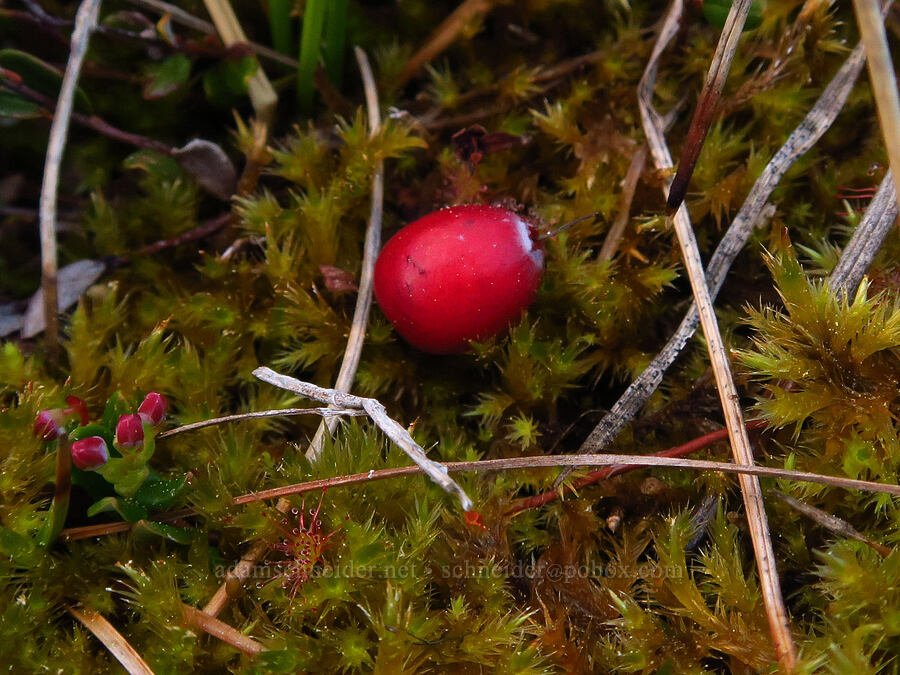 last year's cranberry (Vaccinium oxycoccos (Oxycoccos quadripetalus)) [Camas Prairie, Mt. Hood National Forest, Wasco County, Oregon]