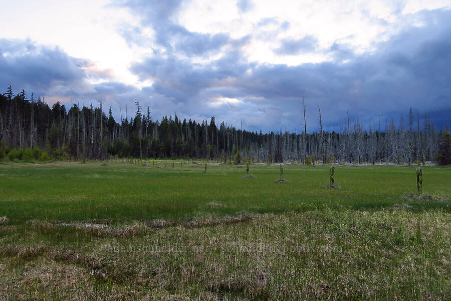 Camas Prairie [Camas Prairie, Mt. Hood National Forest, Wasco County, Oregon]