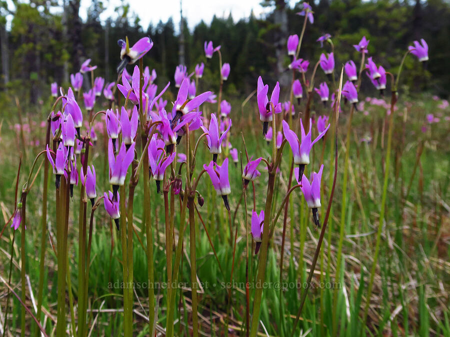 alpine shooting-stars (Dodecatheon alpinum (Primula tetrandra)) [Camas Prairie, Mt. Hood National Forest, Wasco County, Oregon]