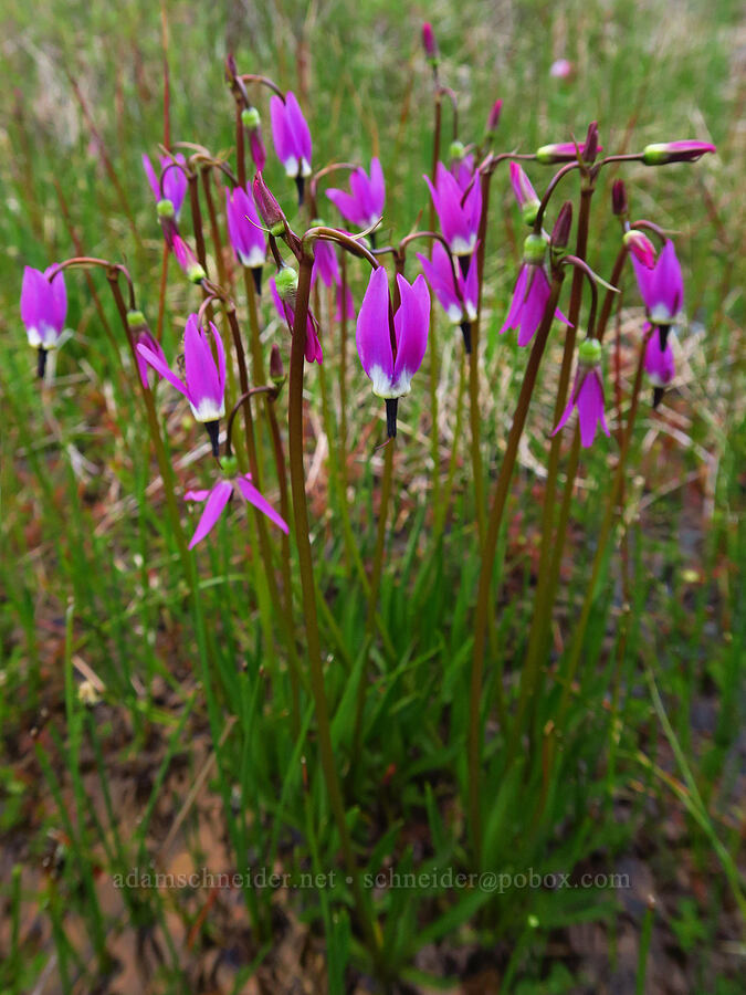 alpine shooting-stars (Dodecatheon alpinum (Primula tetrandra)) [Camas Prairie, Mt. Hood National Forest, Wasco County, Oregon]