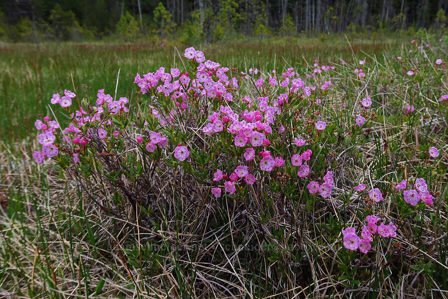 western bog laurel (Kalmia microphylla (Kalmia polifolia ssp. microphylla)) [Camas Prairie, Mt. Hood National Forest, Wasco County, Oregon]