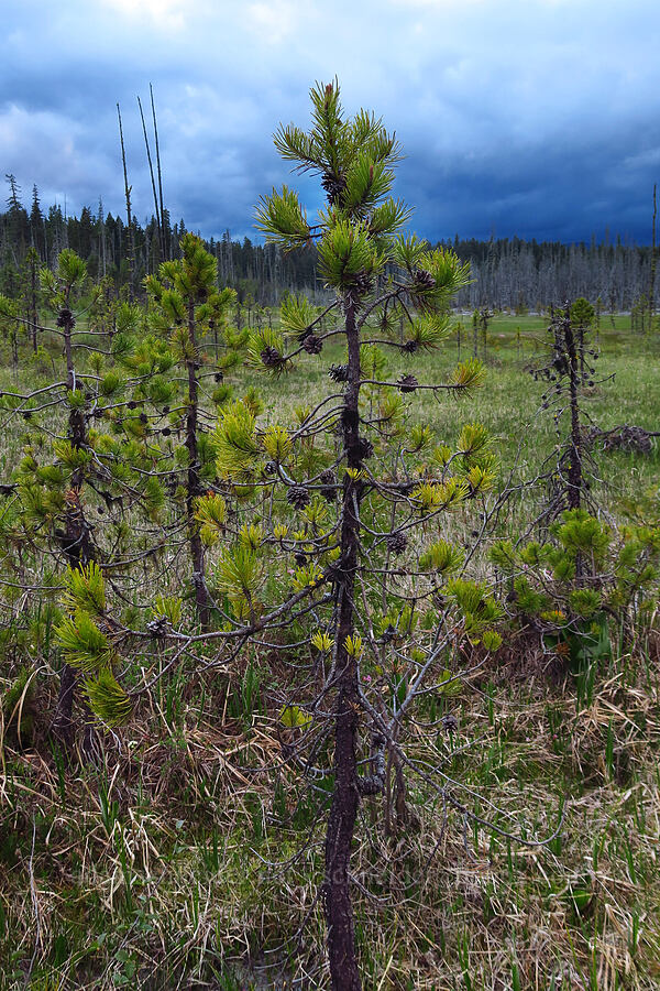 lodgepole pine (Pinus contorta) [Camas Prairie, Mt. Hood National Forest, Wasco County, Oregon]