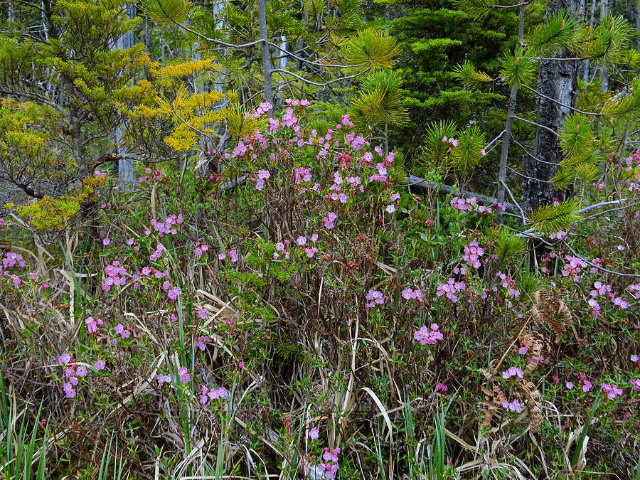 bog laurel, heather, & pines (Kalmia microphylla (Kalmia polifolia ssp. microphylla), Phyllodoce empetriformis, Pinus contorta) [Camas Prairie, Mt. Hood National Forest, Wasco County, Oregon]