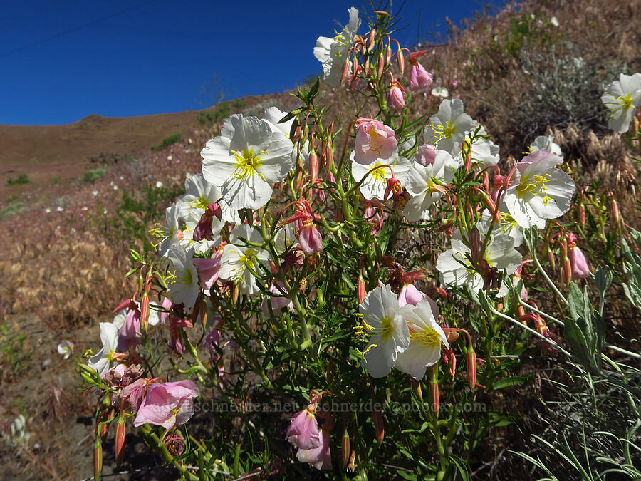 pale evening-primrose (Oenothera pallida) [McNary Road, Benton County, Washington]