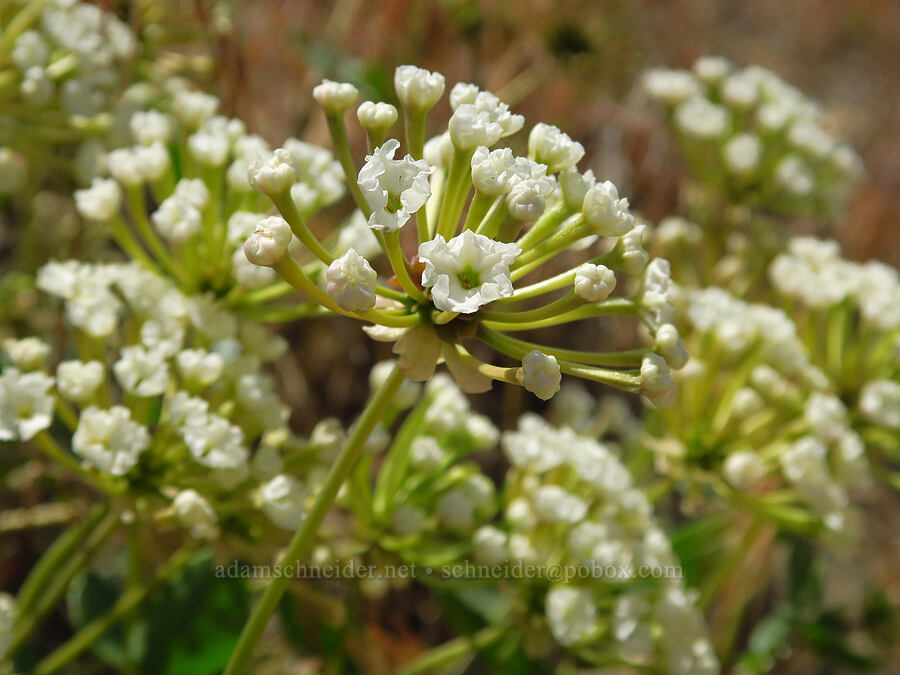 white sand-verbena (Abronia mellifera) [McNary Road, Benton County, Washington]