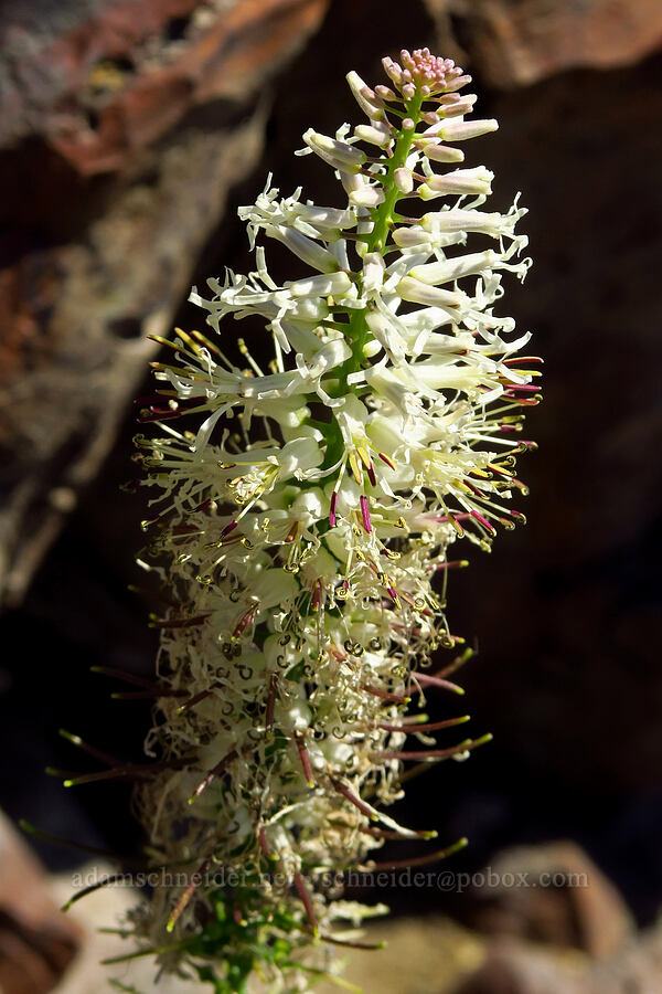 cut-leaf thelypody (Thelypodium laciniatum) [McNary Road, Benton County, Washington]