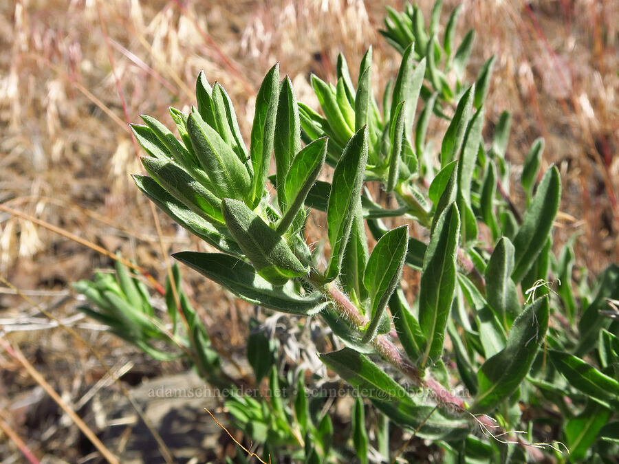 golden-aster leaves (Heterotheca sp.) [McNary Road, Benton County, Washington]