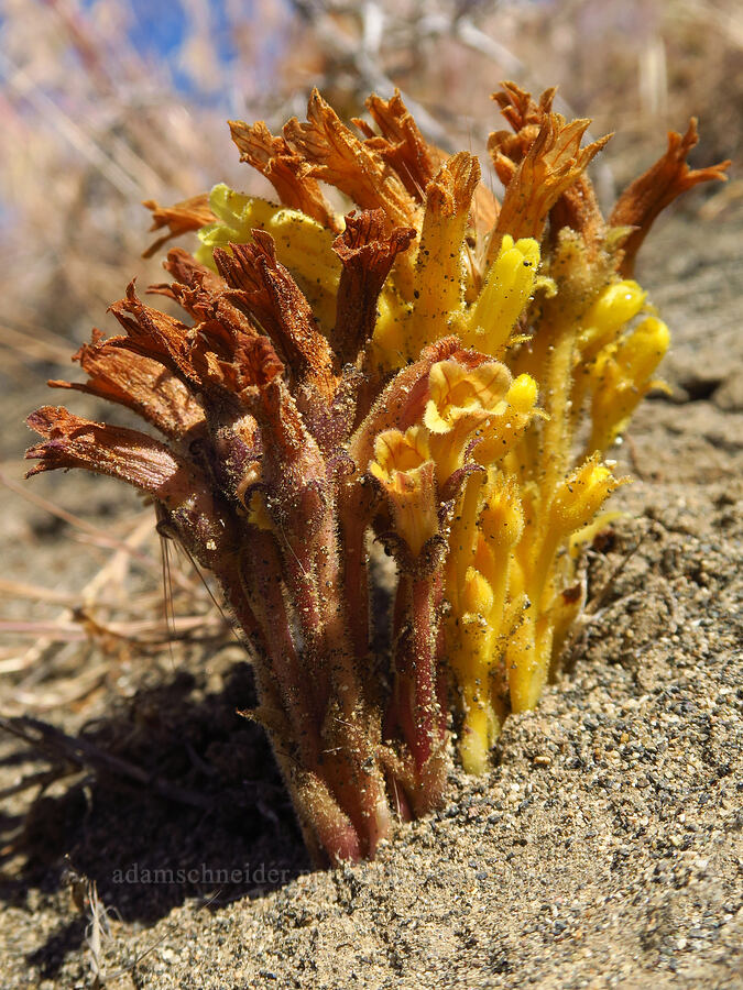 Franciscan (clustered) broomrape (Aphyllon franciscanum (Orobanche fasciculata var. franciscana)) [McNary Road, Benton County, Washington]