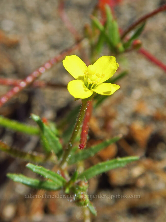 twisted sun-cup (Camissonia contorta (Oenothera contorta)) [McNary Road, Benton County, Washington]