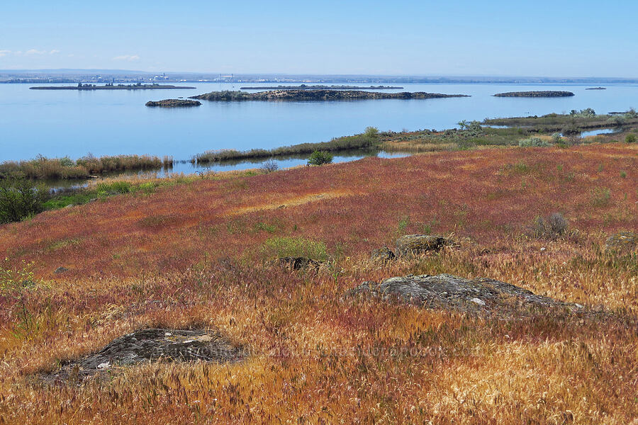 islands in the Columbia River [Umatilla National Wildlife Refuge, Benton County, Washington]