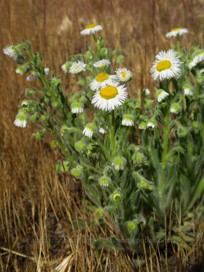 shaggy fleabane (Erigeron pumilus var. intermedius) [Umatilla National Wildlife Refuge, Benton County, Washington]