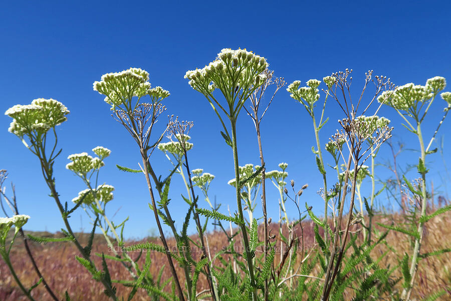 yarrow (Achillea millefolium) [Umatilla National Wildlife Refuge, Benton County, Washington]