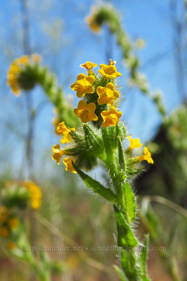 bugloss fiddleneck (Amsinckia lycopsoides) [Umatilla National Wildlife Refuge, Benton County, Washington]