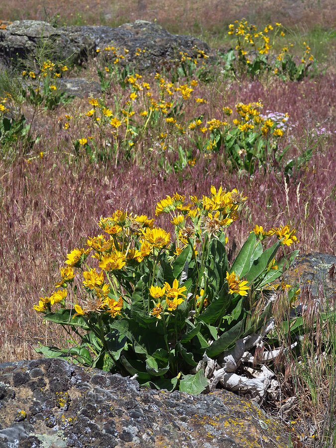 Carey's balsamroot (Balsamorhiza careyana) [Umatilla National Wildlife Refuge, Benton County, Washington]