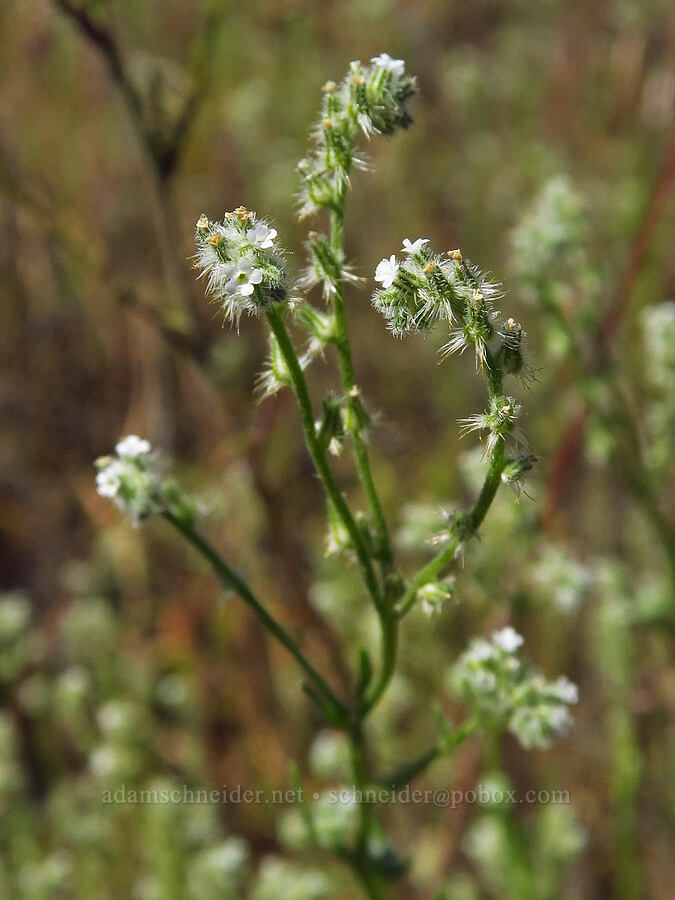 weak-stem cryptantha (Cryptantha flaccida) [Umatilla National Wildlife Refuge, Benton County, Washington]